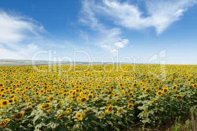 Blooming sunflower plantation and blue sky