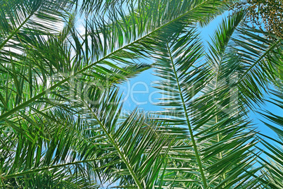 Branches of a coconut tree on background sky.