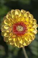Gelbe Dahlie - Dahlia - Blüte