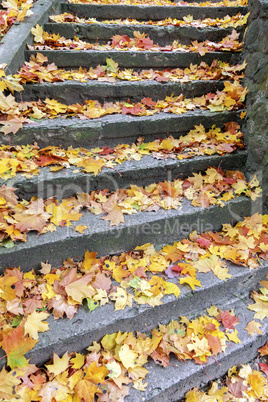 Stone steps covered with maple leaves