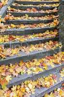Stone steps covered with maple leaves