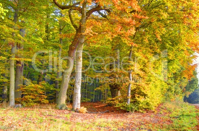 Herbst im Wald