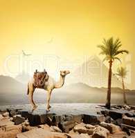 Camel and birds