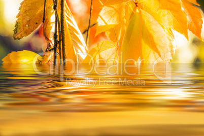 Autumn leaves reflecting in the lake