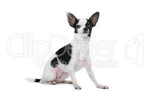 Black and White Chihuahua dog