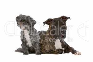 A stafford  and a Lhasa apso dog