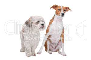 two mixed breed dogs in front of a white background