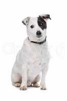 Jack Russel Terrier