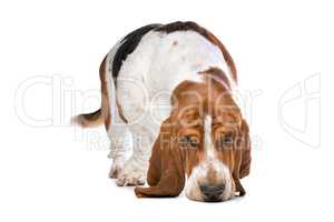 Basset hound