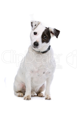 Jack Russel Terrier