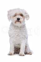 white mixed breed dog