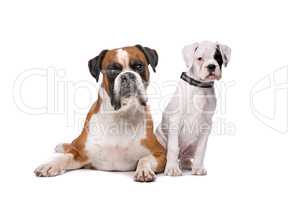 Brown boxer dog and a boxer puppy