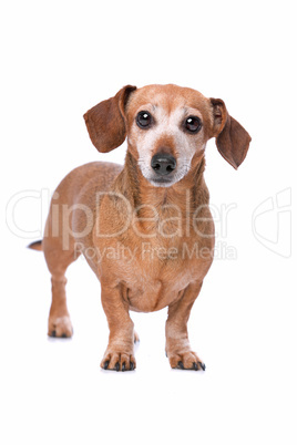 dachshund looking at camera