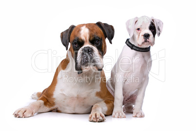 Brown boxer dog and a boxer puppy