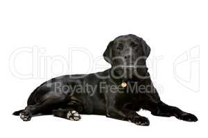 black ten years old Labrador