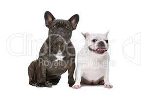 two French bulldogs