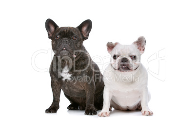 two French bulldogs