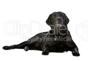 black ten years old Labrador