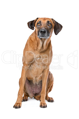 Rhodesian Ridgeback