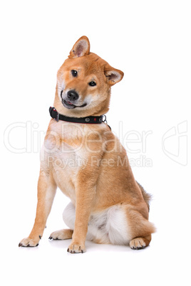 Shiba Inu dog