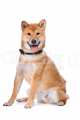 Shiba Inu dog