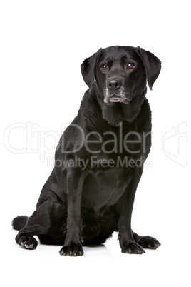 Eleven years old black Labrador