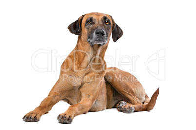 Rhodesian Ridgeback