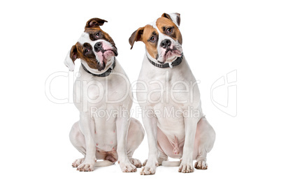 two American Bulldogs