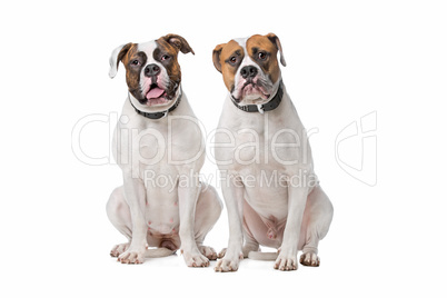 two American Bulldogs