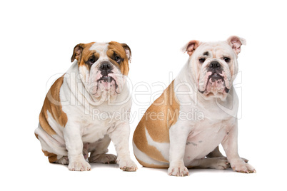 two English Bulldogs