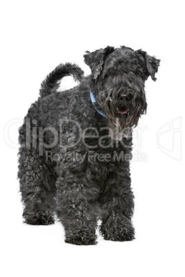 Kerry Blue Terrier