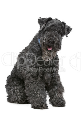 Kerry Blue Terrier