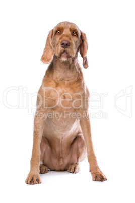 Wirehaired Vizsla