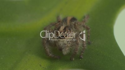 Grey spider on a leaf