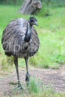 Emu (Dromaius novaehollandiae)