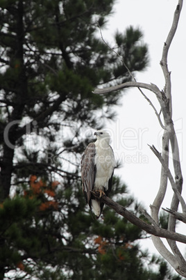 Weißbauchseeadler (Haliaeetus leucogaster)