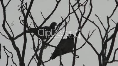 Birds on a winter tree