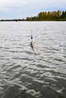 Caught Perch with spinning lure hanging over the water