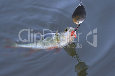 Caught Perch with spinning lure in mouth