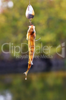 Caught Perch with spinning lure hanging over the water