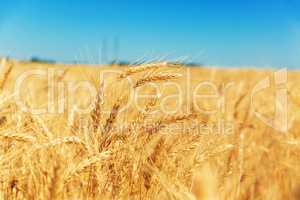 Gold wheat field and blue sky