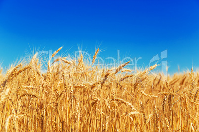 Gold wheat field and blue sky