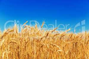 Gold wheat field and blue sky