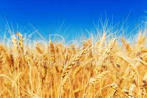 Gold wheat field and blue sky