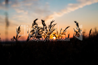 Dry spare of grass in sunset dawn