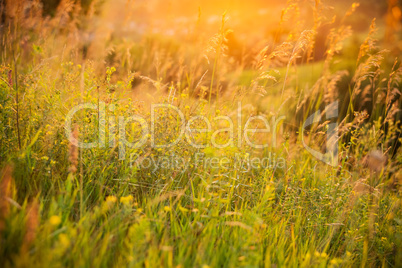 Beautiful rural landscape with sunrise over a meadow. Soft focus