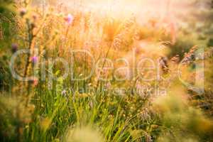 Beautiful rural landscape with sunrise over a meadow. Soft focus