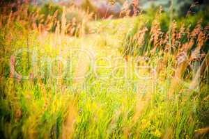 Beautiful rural landscape with sunrise over a meadow. Soft focus