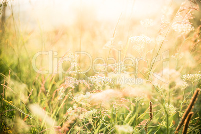 Beautiful rural landscape with sunrise over a meadow. Soft focus