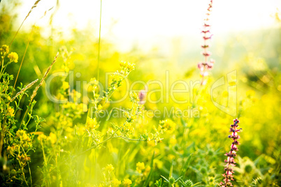 Beautiful rural landscape with sunrise over a meadow. Soft focus